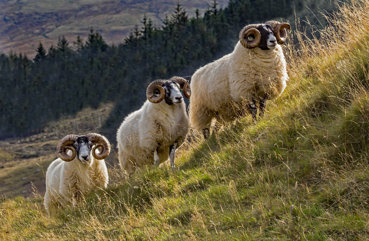 2 Val Blackfaced trio